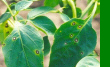 Cercospora capsici